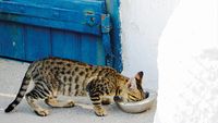Ernährungsberatung für Katzen Böblingen - Melly´s Napf Coaching