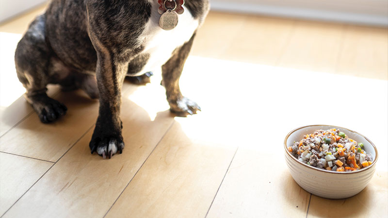 Melly´s Napf Coaching Ernährungsberatung für Hund und Katze